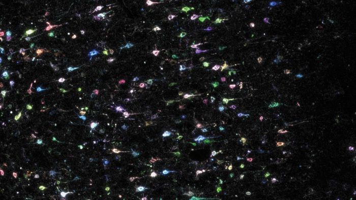 In this field of brain cells, each color is a unique neuron stained for a particular snippet of RNA--or 'barcode.' This technique, called BARseq2, allows scientists to study thousands of cells at a time with their natural connections intact. / Credit: Chen and Sun/Zador lab, CSHL/2021