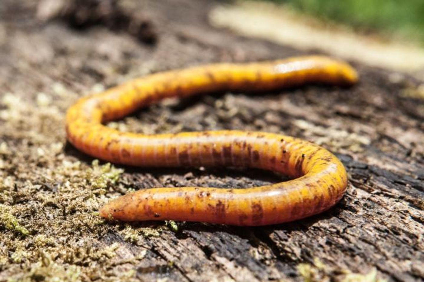 The caecilians found on the southern part of the island are typically yellow with brown splotches. / Credit  © Andrew Stanbridge