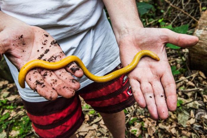 A researcher holds a Saõ Tomé caecilian during a collection expedition. / Credit  © Andrew Stanbridge