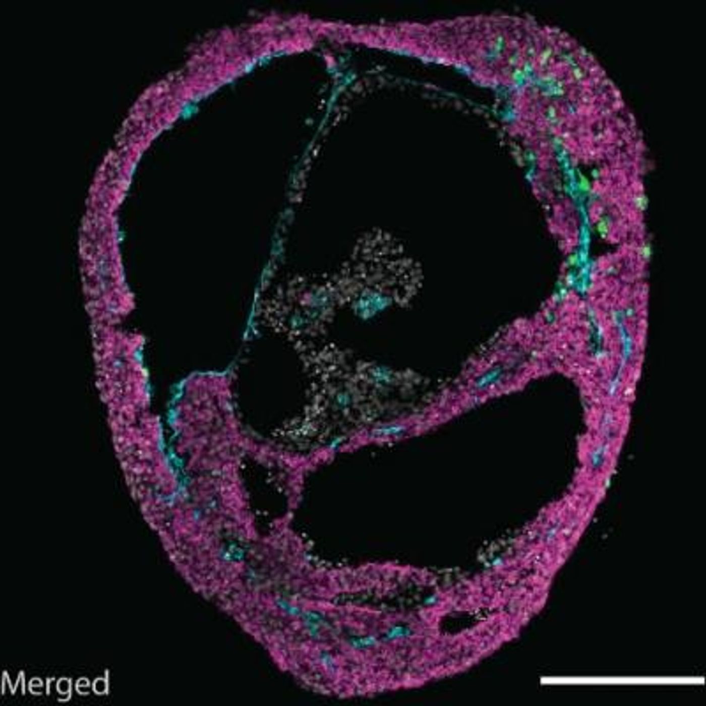 A self-organizing cardioid, containing all three cardiac lineages. / Credit: ©Mendjan/IMBA