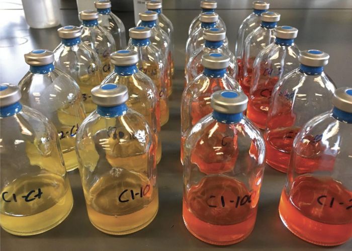 These flasks contain bacterial cultures that mimic the gut microbiome / Credit: Northwestern University