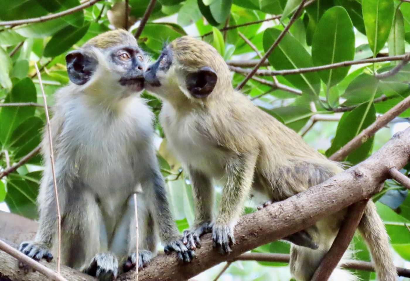 Two vervet monkeys share a kiss in a mangrove forest near the Fort Lauderdale-Hollywood International Airport in South Florida. / Credit: Aaron Mencia