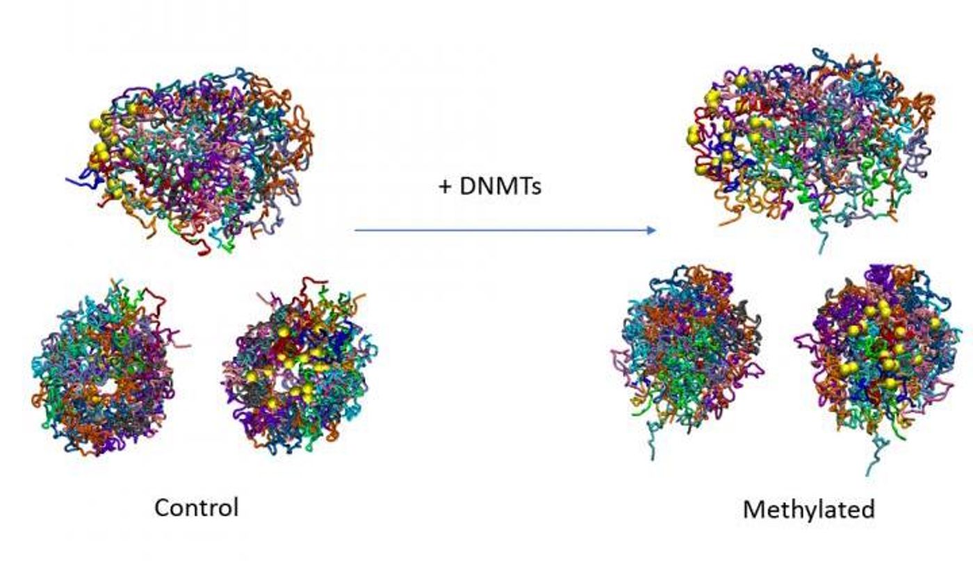 DNA methylation has an intrinsic effect on 3D genome structure. / Credit: IRB Barcelona