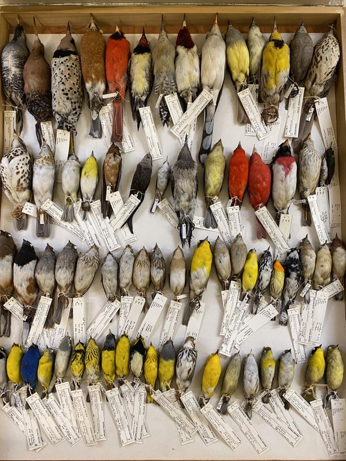 A drawer of birds killed crashing into the city's windows in the Field Museum's collection. / Credit  Ben Marks, Field Museum