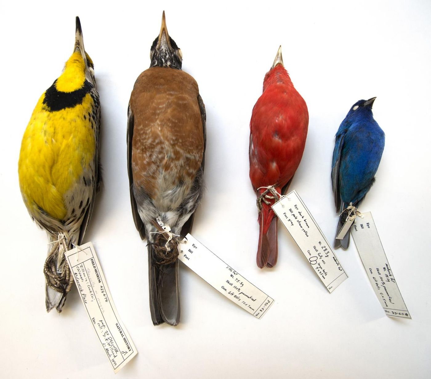 This image by Karen Bean of the Field Museum shows 4 birds that died crashing into McCormick Place windows; they're now in the Museum's collections.