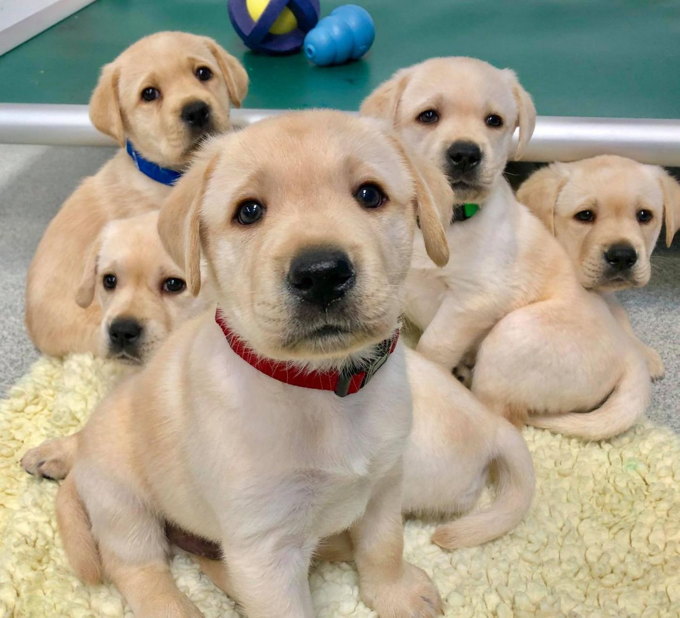 The study involved 375 budding service dogs from the Canine Companions service dog organization. / Credit: Courtesy of Emily Bray/University of Arizona