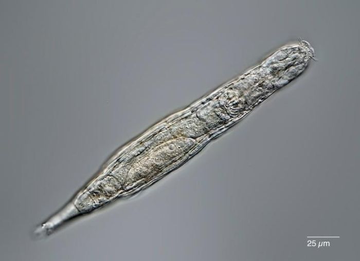 This image shows a rotifer. / Credit: Michael Plewka