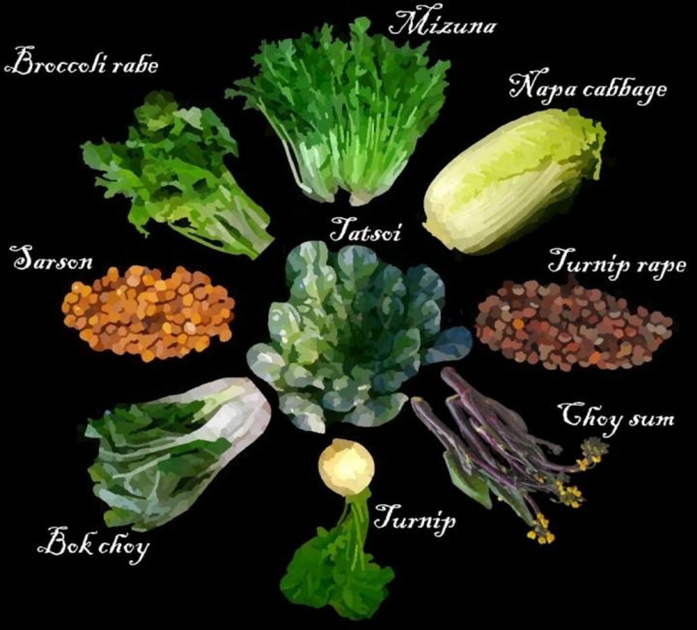 Some examples of domesticated Brassica rapa species, which humans bred into root vegetables like turnips, leafy greens like bok choy, and oil seeds. / Illustration by Alex McAlvay