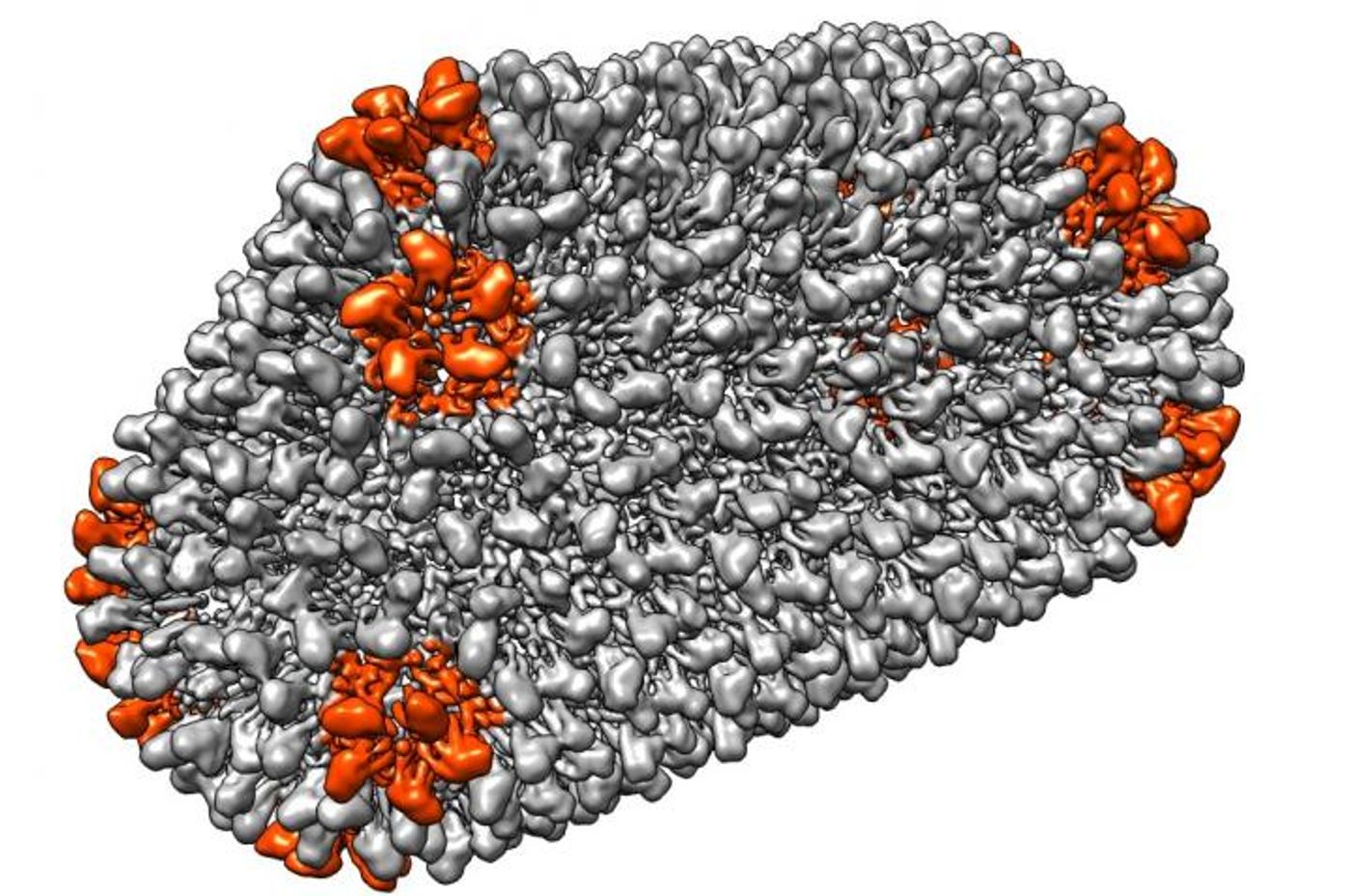 This image shows a structure called a capsid that shields viral genetic material. The proteins composing the structure are organized as hexamers (grey) and pentamers (orange). / Credit: Martin Obr, IST Austria