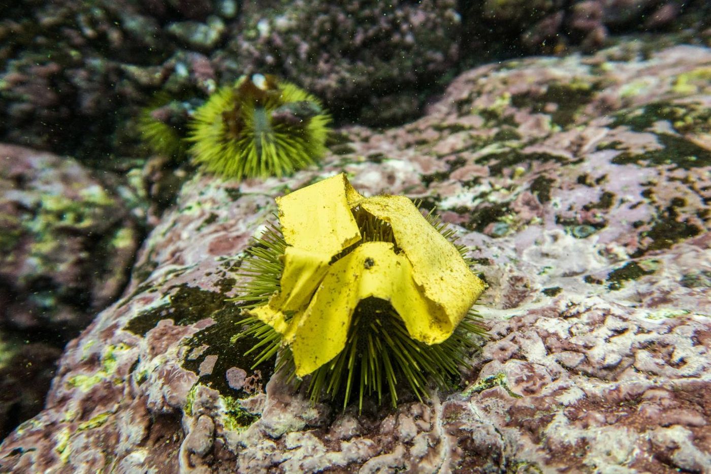 A piece of plastic tape found lying on an urchin. / Credit: Adam Porter