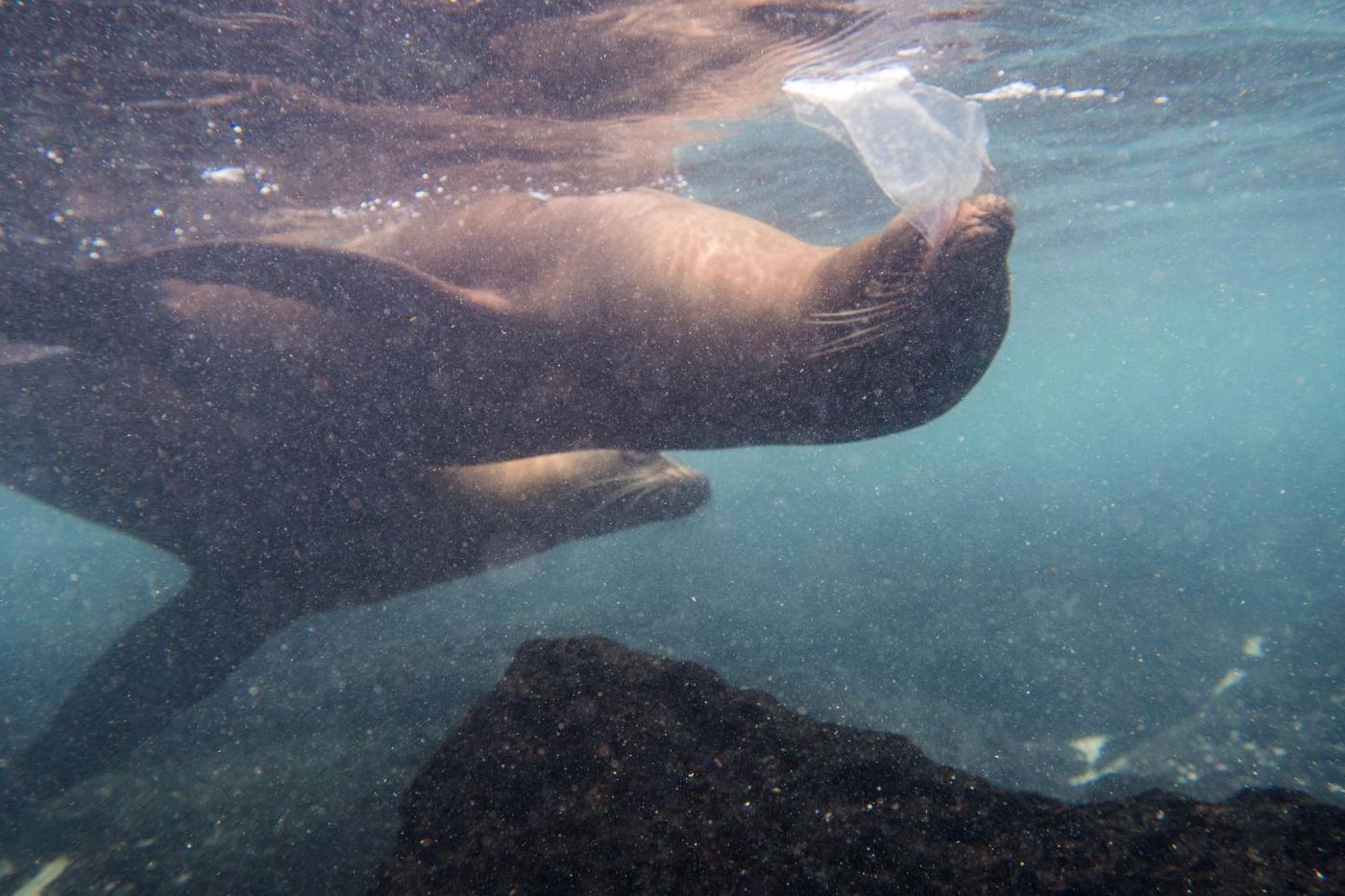 A sea lion playing with a piece of plastic. / Credit: Adam Porter