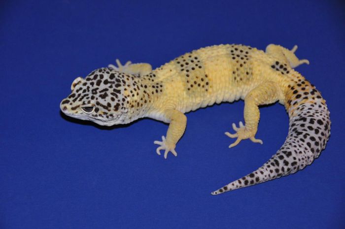A California reptile shop began breeding Mr. Frosty in 2016 and produced a colony of lemon-yellow leopard geckos. The color variety was known as Lemon Frost. / Credit: L. Guo et al./PLOS Genetics 2021/Steve Sykes