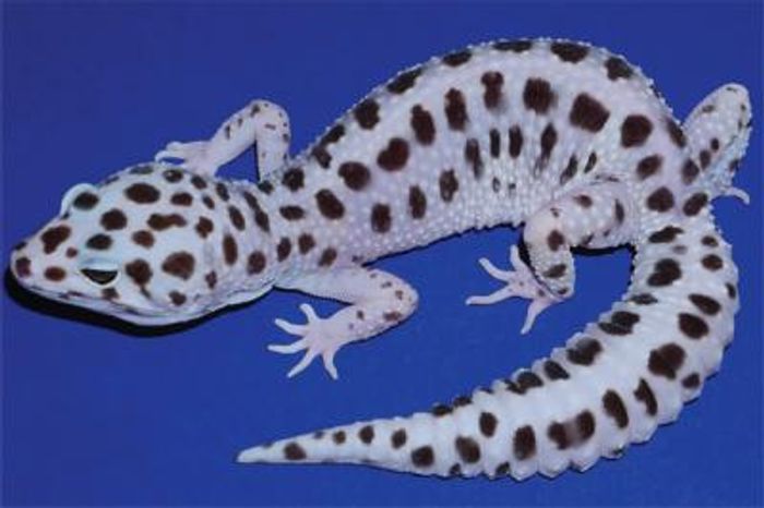The common leopard gecko, Eublepharis macularius, comes in a wide variety of colors and patterns, including Gem Snow (shown). / Credit: L. Guo et al./PLOS Genetics 2021/Steve Sykes