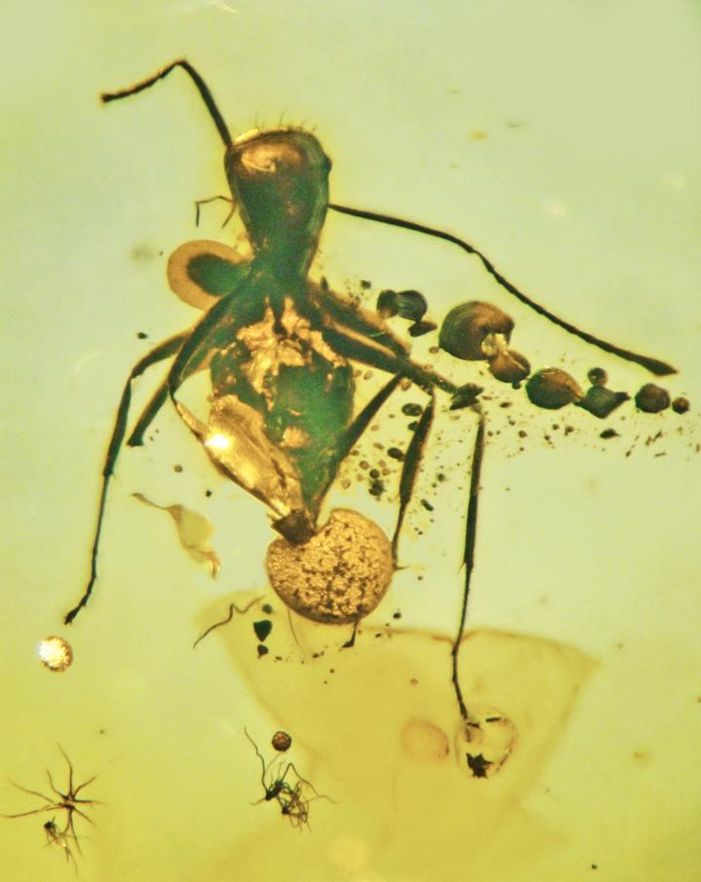 A new Ascomycota fungi is seen in an ant preserved in 50-million-year-old amber. The mushroom is growing out of the ant's rectum, and the vegetative part of the fungus is emerging from the abdomen and neck. Credit: Image courtesy George Poinar Jr.)