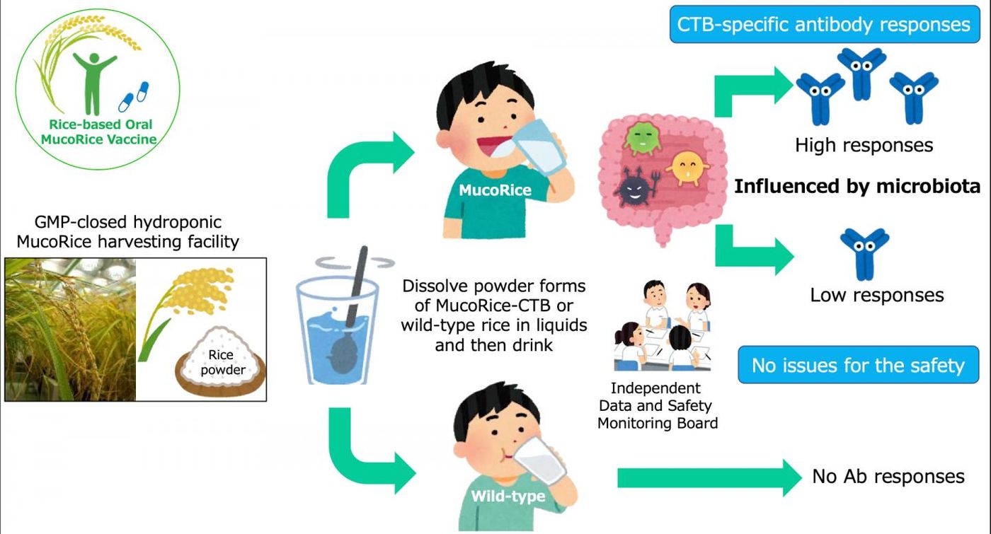 A basic summary of the MucoRice-CTB vaccine trial. / Credit: Image by Dr. Hiroshi Kiyono, CC BY 4.0.