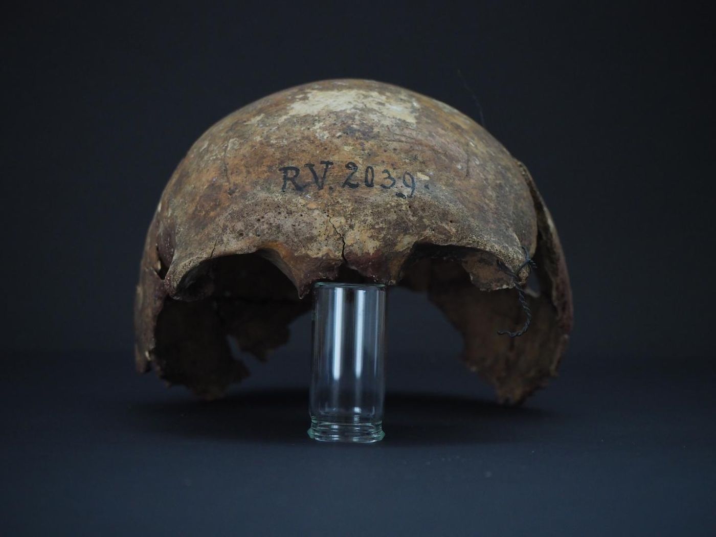 The skull of RV 2039 / Credit: Dominik Göldner, BGAEU, Berlin