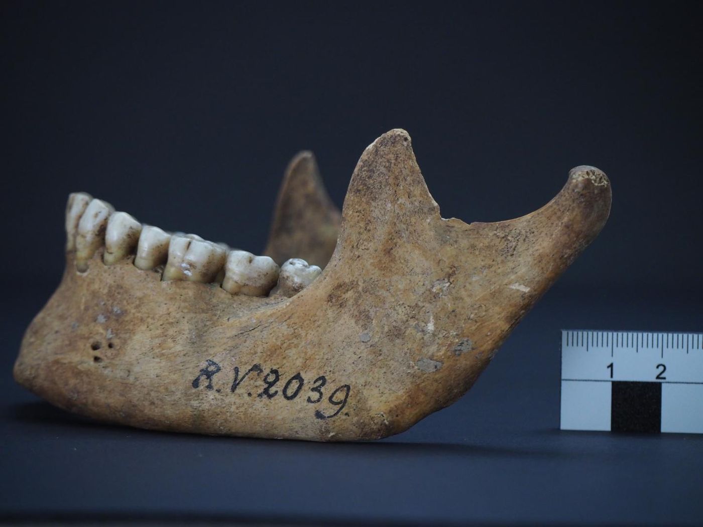 The jawbone of RV 2039 / Credit: Dominik Göldner, BGAEU, Berlin