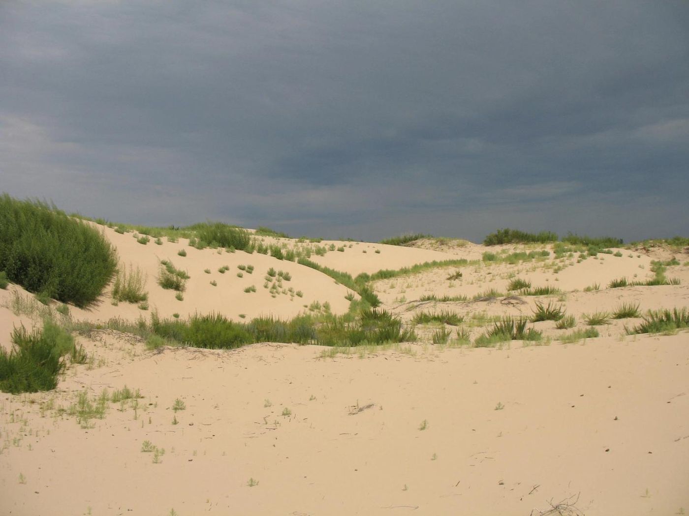 Degraded vegetation in Horqin Sand Land in Inner Mongolia, China  / Photo courtesy: Lixin Wang, IUPUI