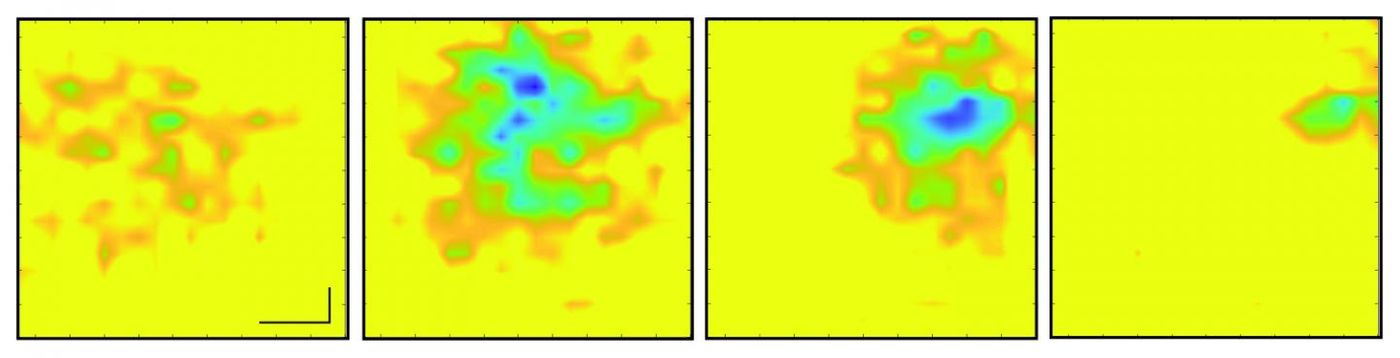 Images taken 5 milliseconds apart show electric field pattern changes on an embryonic chicken heart surface during a single beat, measured by a laser bouncing off a graphene sheet under the heart. Credit: UC Berkeley / Halleh Balch, Alister McGuire and Jason Horng