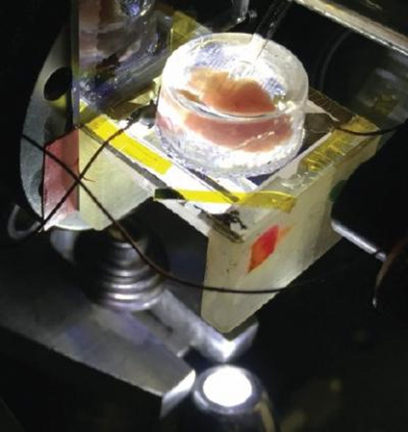 A heart removed from a chicken embryo sits in the CAGE device, which uses a sheet of graphene under the heart to measure tiny electrical fields produced when the heart beats. / Credit: Photo by Halleh Balch, Allister McGuire and Jason Horng
