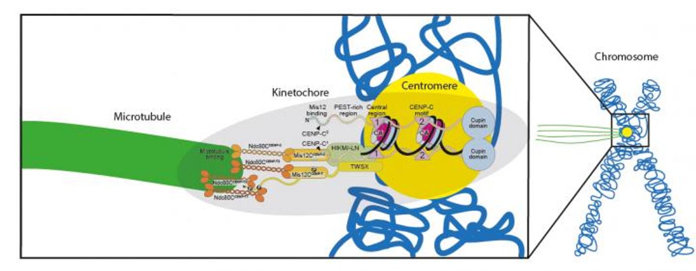 Scheme of the reconstituted kinetochore binding the centromere (yellow) of the chromosome (blue) on one side and a microtubule (green) on the other side. / Credit  @MPI of Molecular Physiology