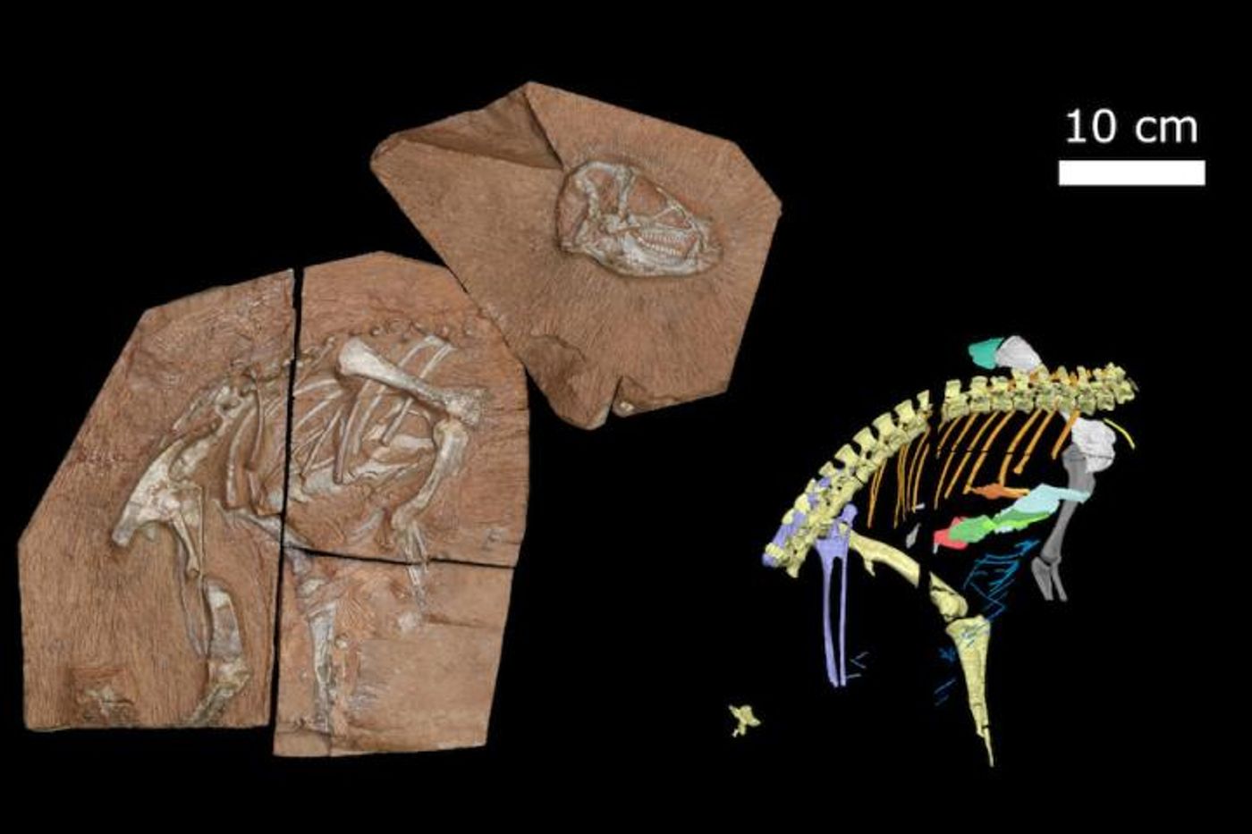 The newly found Heterodontosaurus tucki (left), and a digital reconstruction of the fossil (right), shows the unusual ribs and small bones. / Credit: Viktor Radermacher