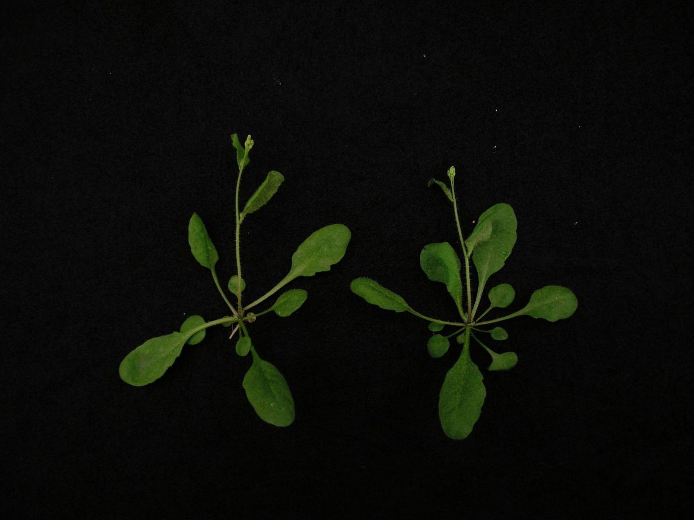 Arabidopsis plants were used to test the first CRISPR-Cas9-based gene drive in plants. / Credit: Zhao Lab, UC San Diego