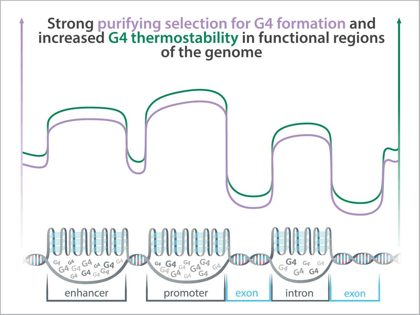 Trends in purifying selection levels (purple) and thermostability (green) in G4s. / Credit: Kateryna Makova and Dani Zemba, Penn State