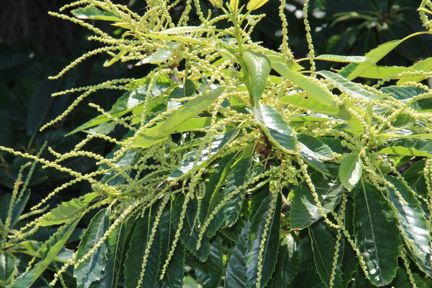 The European, or sweet, chestnut tree is native to Southern Europe and Asia Minor./ Credit: Quave Lab