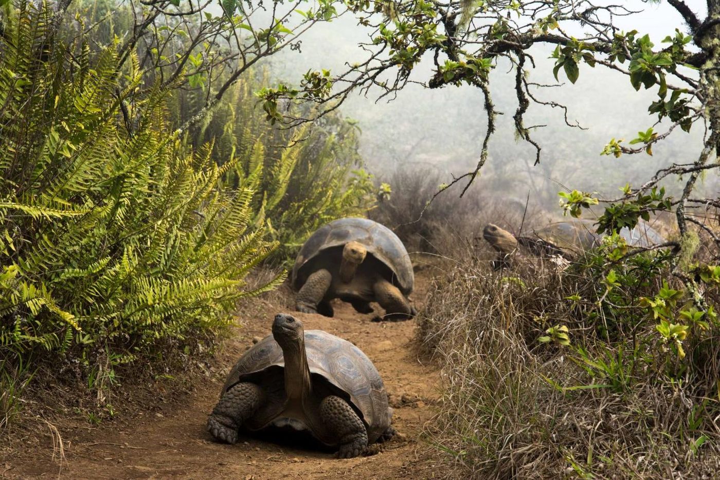 Giant Galapagos tortoises migrating / Credit: Juan Manuel García