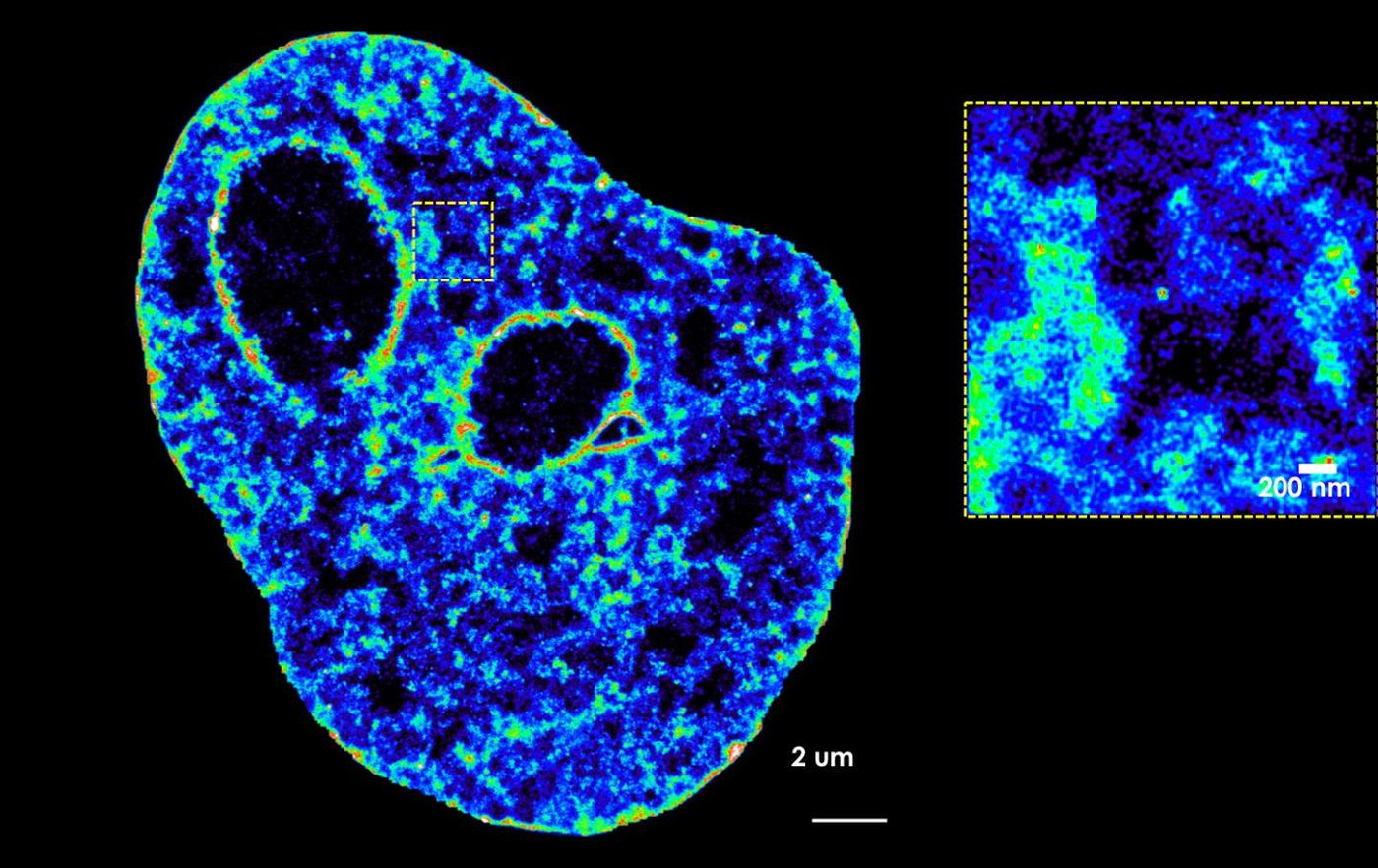 DNA seen with the team's microscopy tools / Credit: Vicky Neguembor / CRG