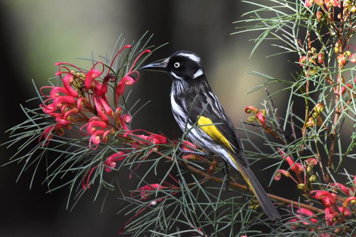 A New Holland Honeyeater(Phylidonyris novaehollandiae) perched on a banksia in Western Australia. / Photograph by Gerald Allen, Macaulay Library at the Cornell Lab of Ornithology