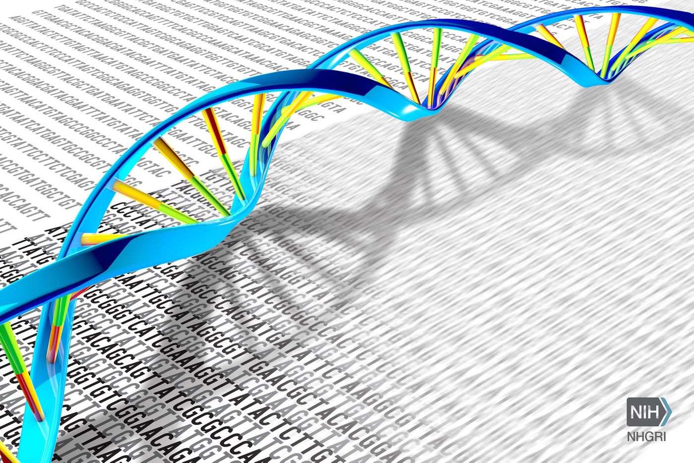   A DNA double helix rests on a print-out illustration of the DNA letters A, T, C and G./ Credit: Darryl Leja, NHGRI