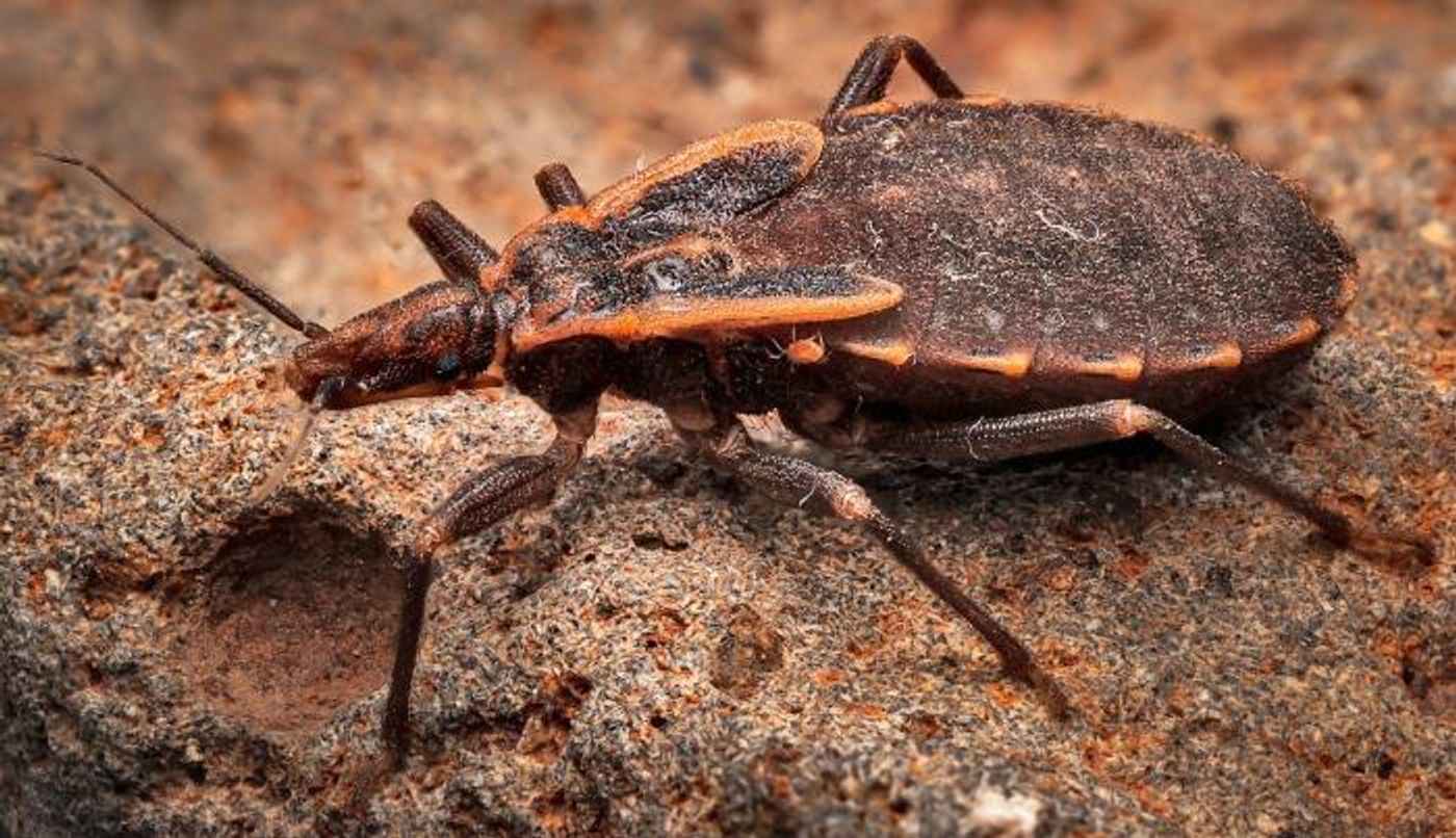 This nymphal-staged kissing bug will grow and molt, progressing through several developmental stages, or instars, as it matures into an adult insect. / Credit: CDC/ Gary D. Alpert, Ph.D., Northern Arizona University, Department of Biological Sciences / Zane Holditch; Northern Arizona University, Department of Biological Sciences