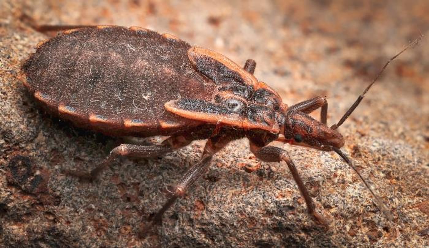 A kissing bug, a known arbovector for Chagas disease, also referred to as American trypanosomiasis. It carries the parasite Trypanosoma cruzi. / Credit: CDC/ Gary D. Alpert, Ph.D., Northern Arizona University, Department of Biological Sciences