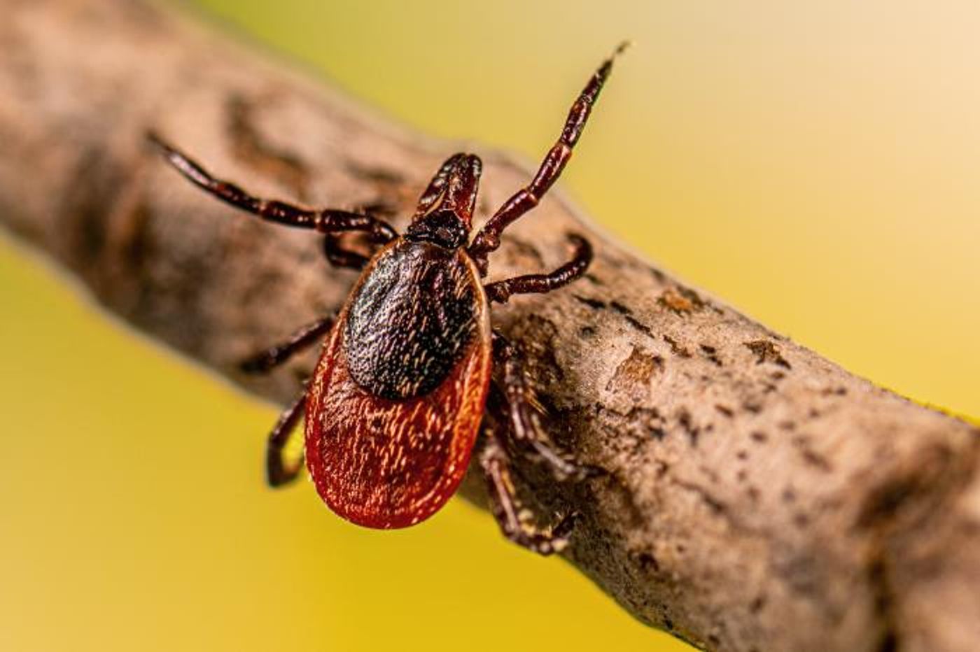 An adult female blacklegged tick, Ixodes scapularis, that was questing on a stick. / Credit: CDC/ Division of Vector-Borne Diseases Rickettsial Zoonoses Branch / Photo Credit: Lauren Bishop
