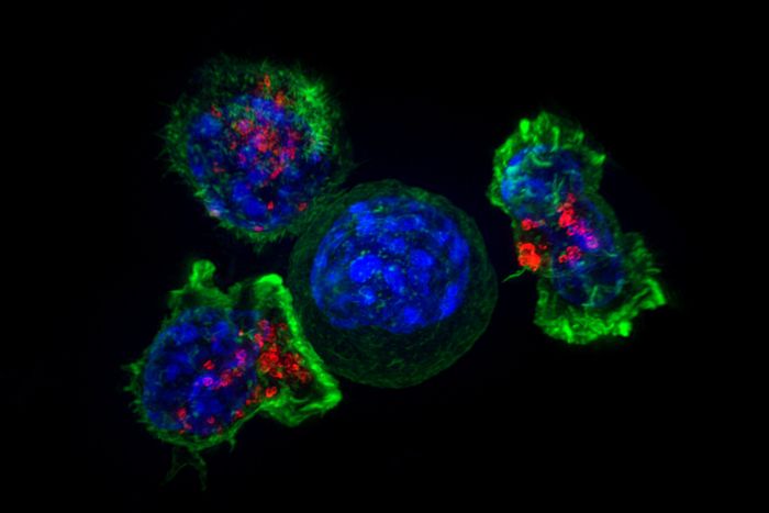 	 NICHD Killer T cells surround a cancer cell  Killer T cells (green and red) surround a cancer cell (blue, center). Killer T cells are immune cells that target and remove unhealthy cells, including cancer cells and virus-infected cells. / Credit: NICHD/J. Lippincott-Schwartz