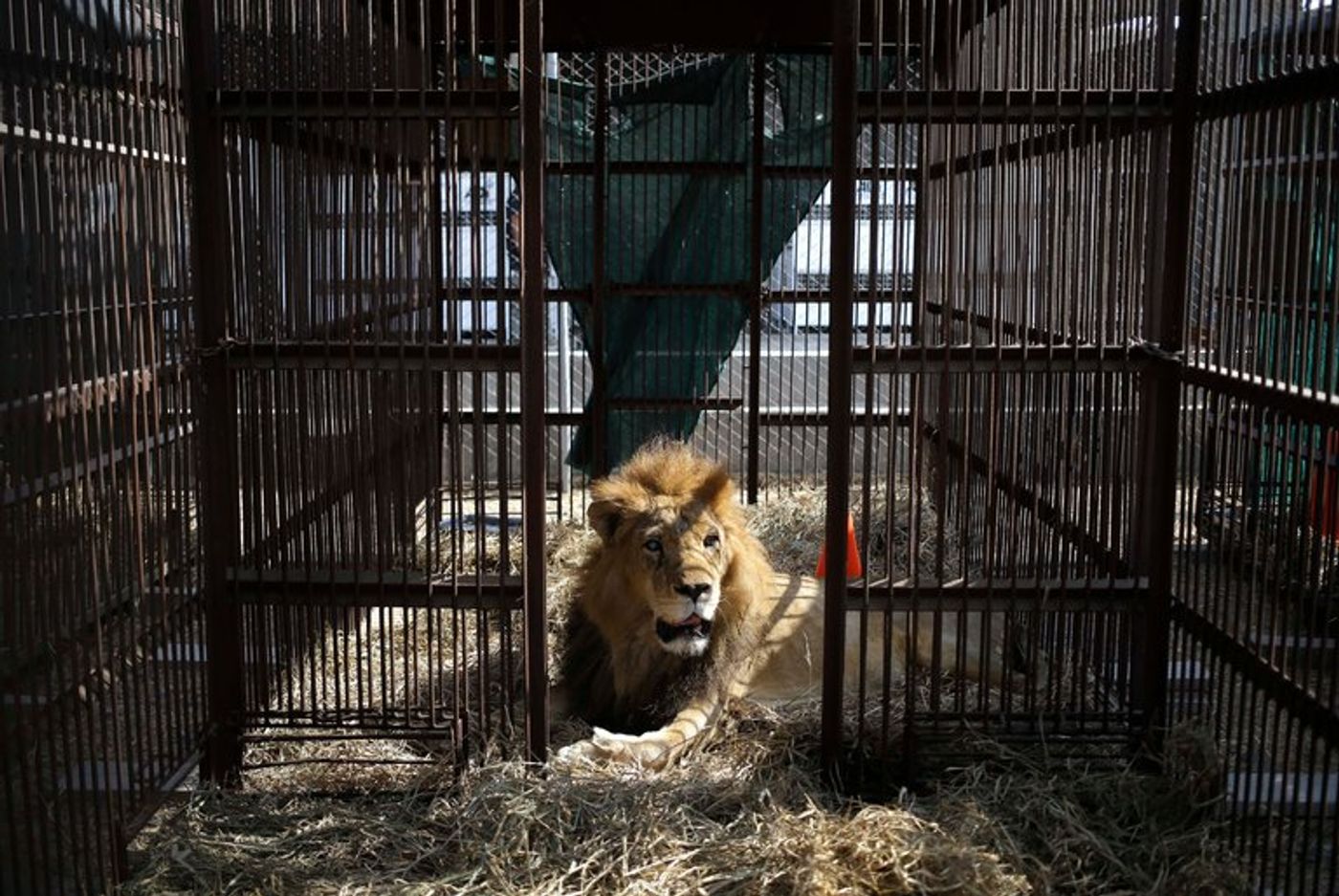 33 circus lions have been sent back home.