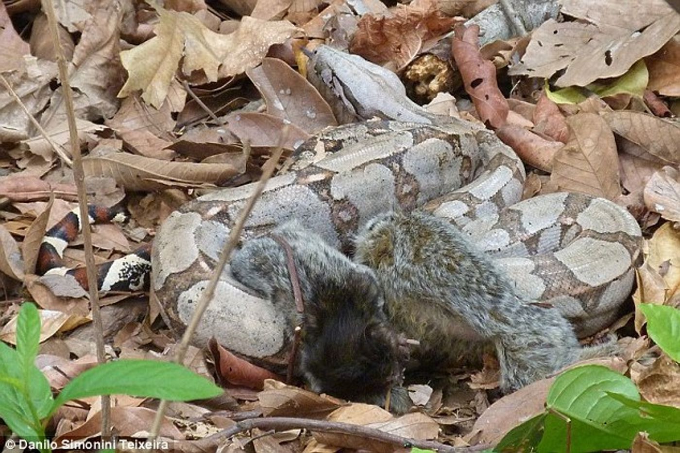 A boa constrictor is seen attacking two marmosets simultaneously in Brazil.