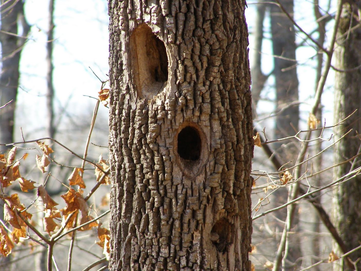 Woodpeckers create holes in trees for various reasons, but do they call upon wood-eating fungi to help make them?