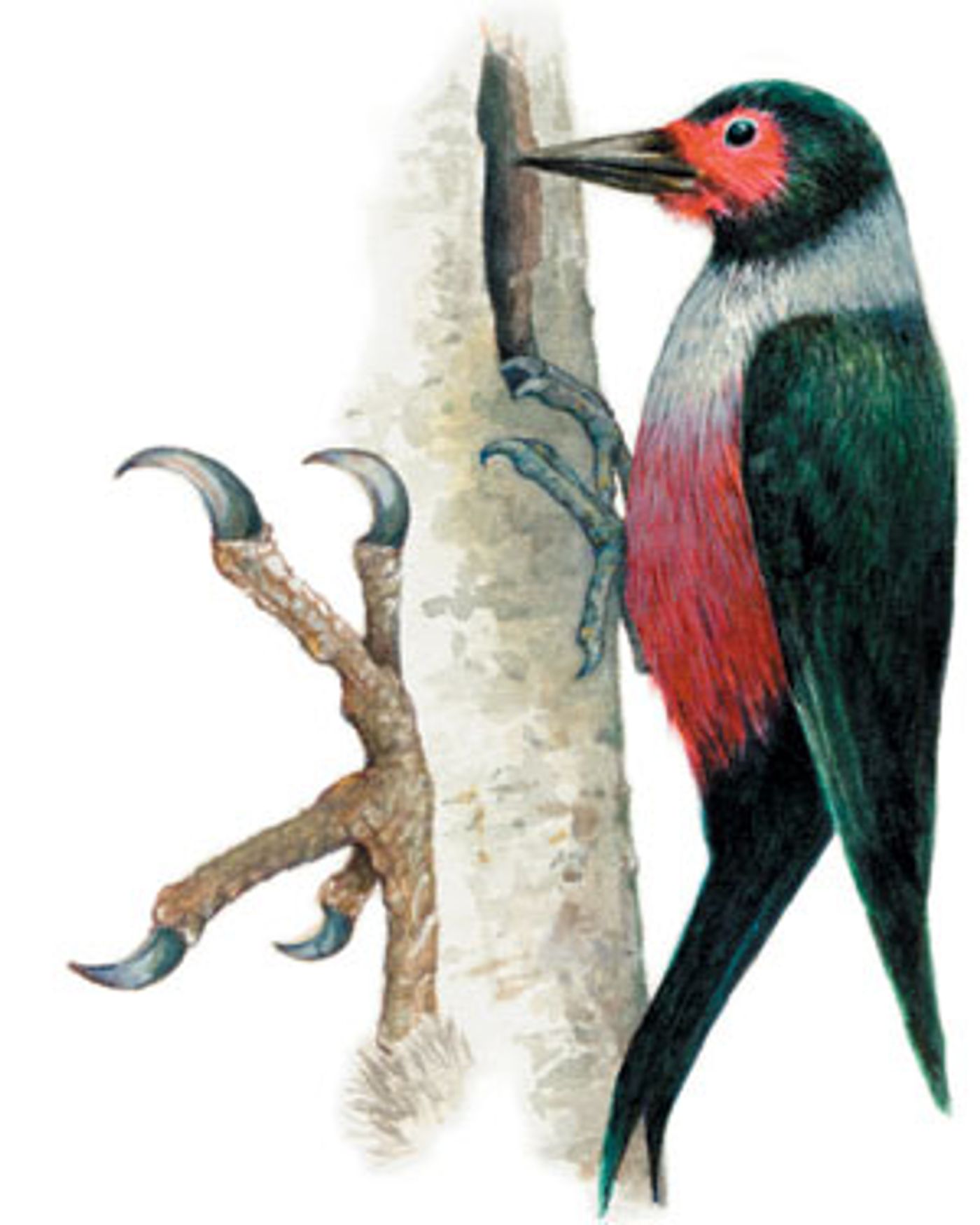 The orientation of woodpeckers' toes helps them to exert high forces