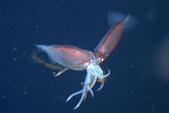 Scientists observed squid eating one another up to 2,000 meters below the surface for science.