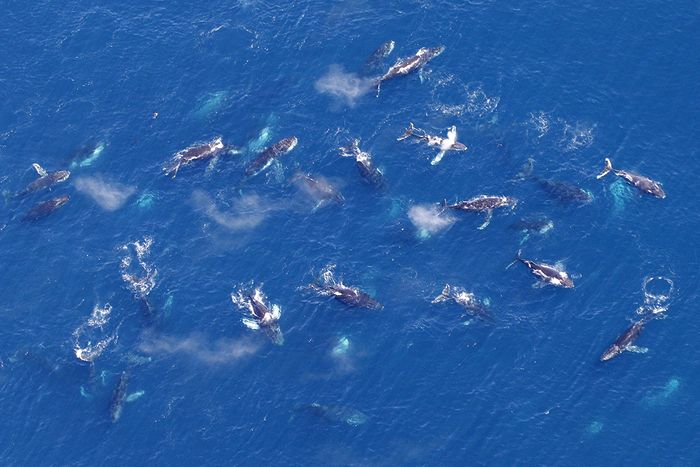 Unexplained super-groups of humpback whales are reportedly accumulating off of the coast of South Africa more often.