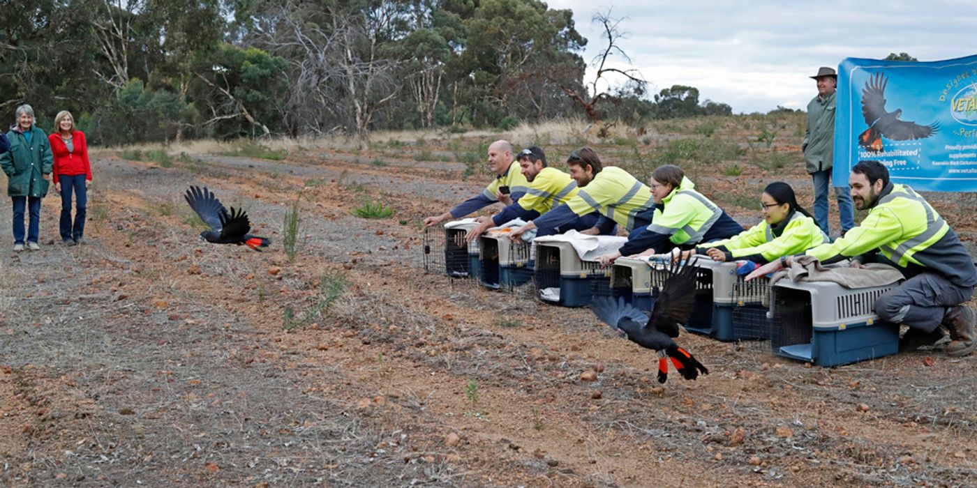 Red-tailed black cockatoos fly free after receiving medical treatment for injuries.