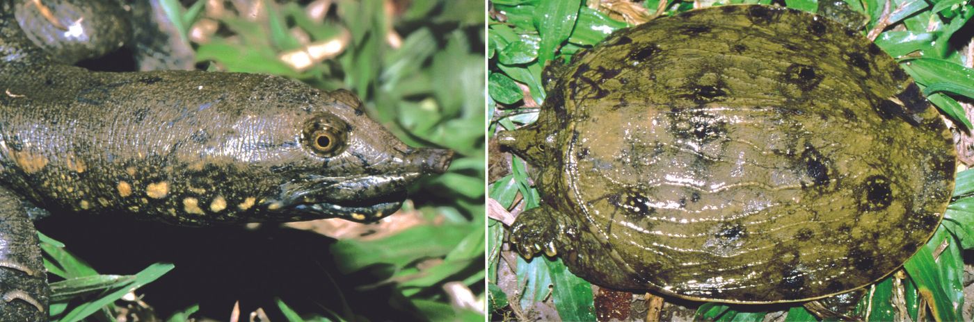 A look at the newly-discovered turtle.