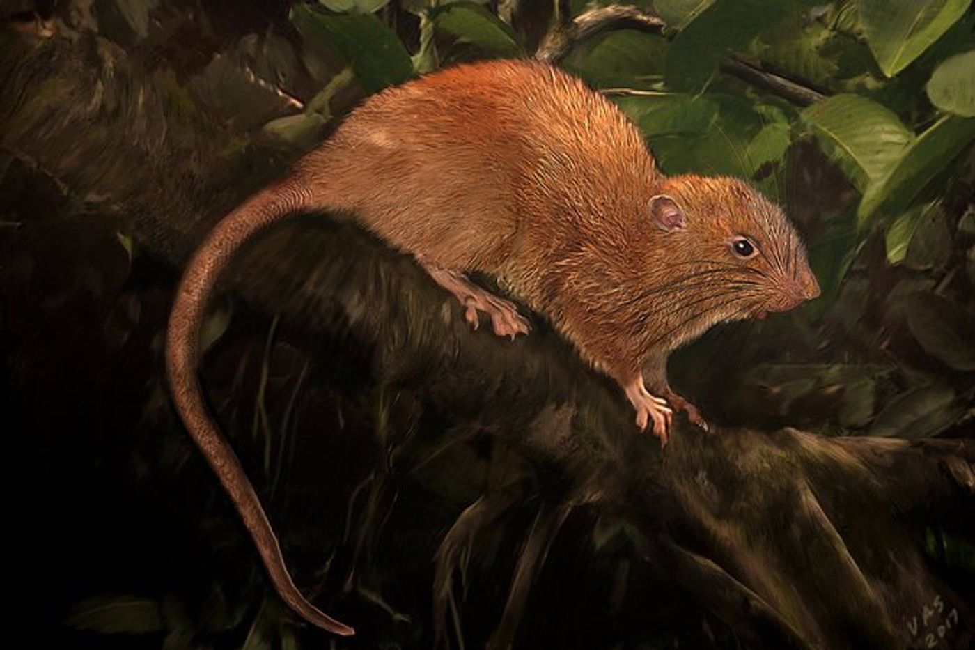 The Vika was the largest rat on the Solomon Islands. Although researchers have never seen one in person, their luck changed in 2015.