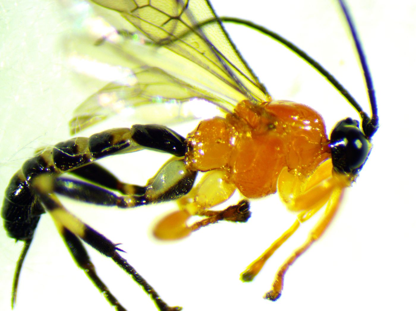 A newly-discovered species of parasitoid wasp.