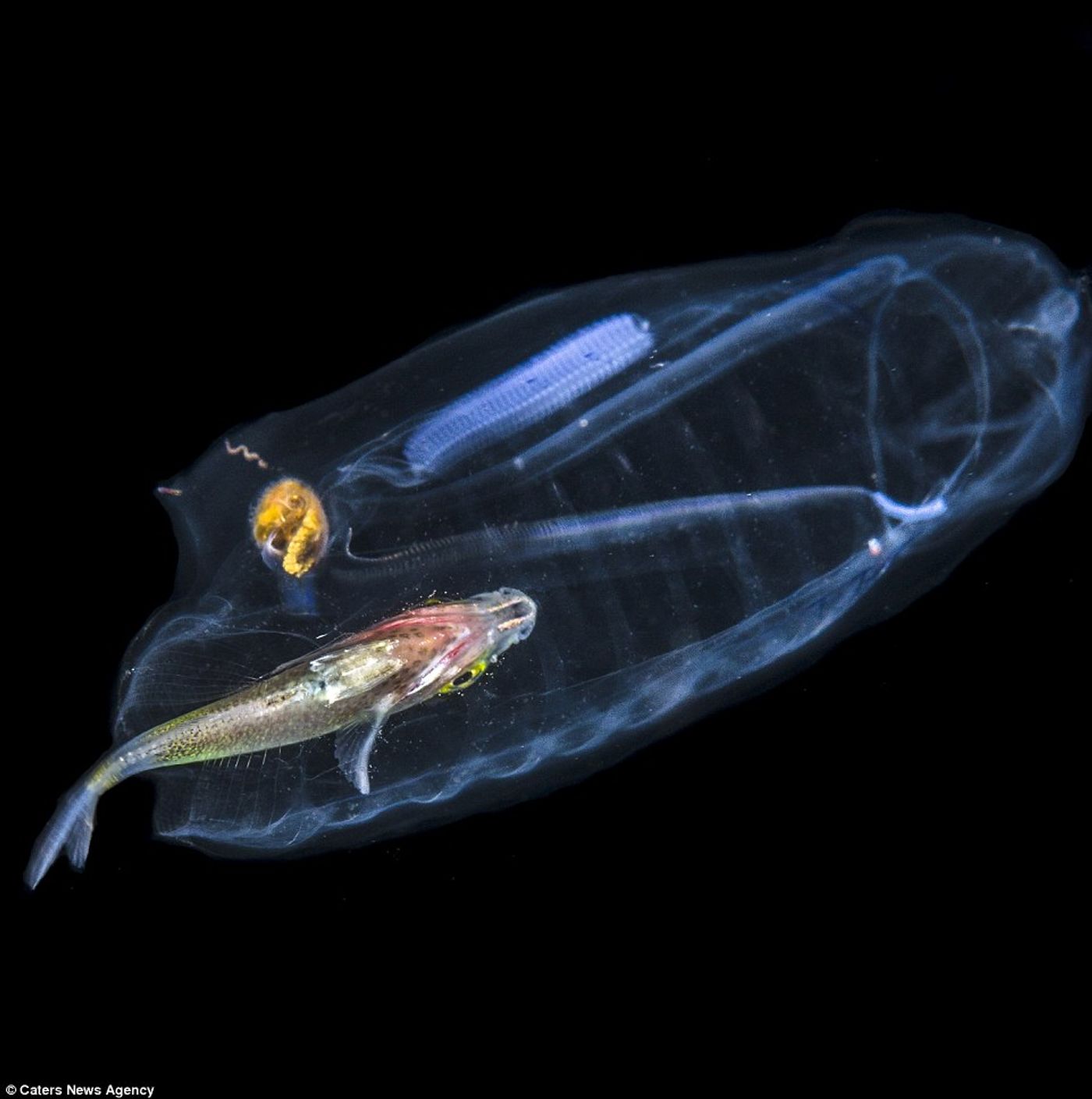 Diver Wayne MacWilliams shot this picture of a translucent sea creature and found a shimmering fish inside of it.