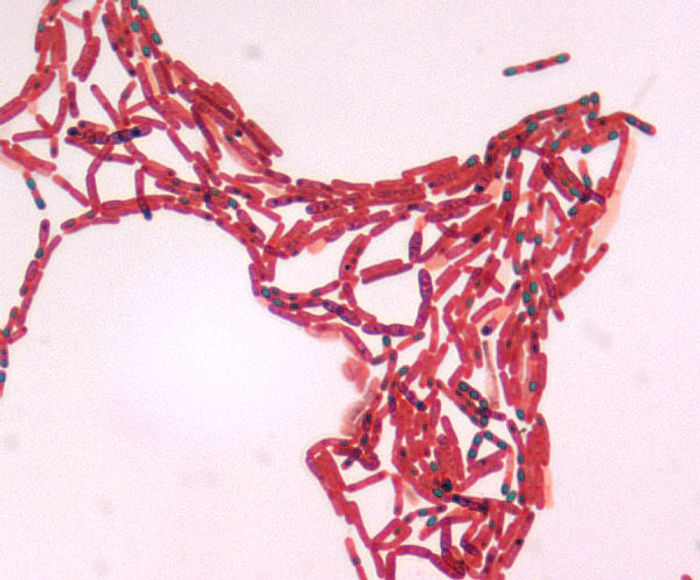 Bacillus bacteria of the Firmicutes phylum/ Credit: Larry Stauffer, Oregon State Public Health Laboratory