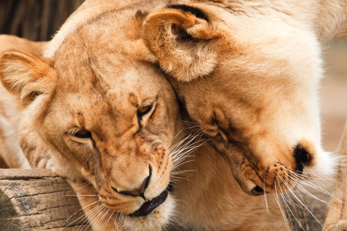 African lion, Credit: public domain